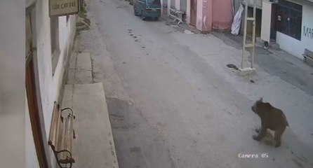 Karşısına çıkan ayıyı bağırarak korkutup kaçırdı