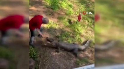 Bahçesine giren timsahı tavayla kovaladı