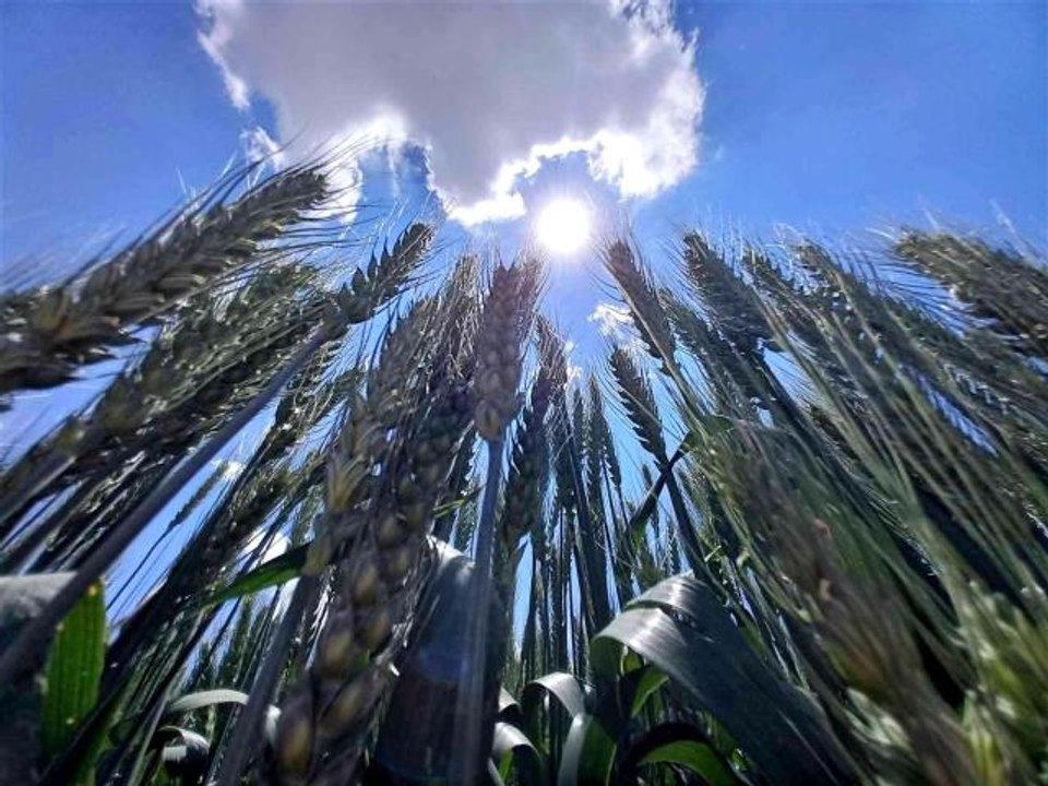 Tahıl ambarı Konya, tohum üretim merkezi oldu