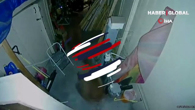 ABD'de 2 ayı evin garajına girerek kavga etti