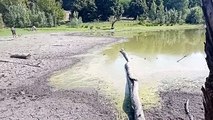 Parco Lambro, laghetto in secca: mai così asciutto