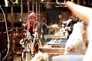 Evde canı sıkılan kadın, hayvancılık işine girip 5 milyon liralık servet sahibi oldu