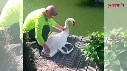 Tedavi için götürülen bir kuğunun eşine kavuştuğu anlar