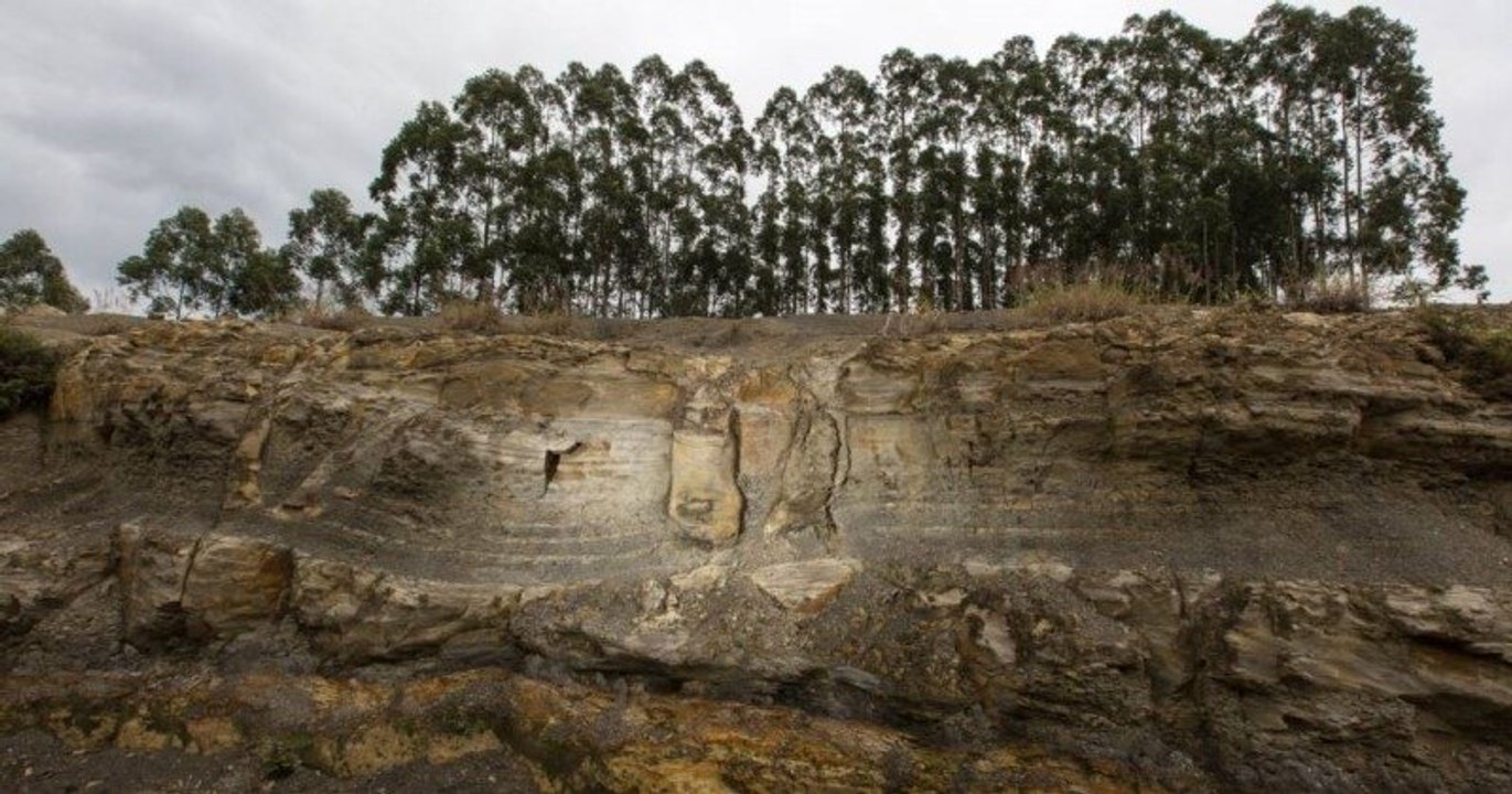 Au Brésil, des scientifiques ont découvert des fossiles d'une forêt vieille de 290 millions d'années