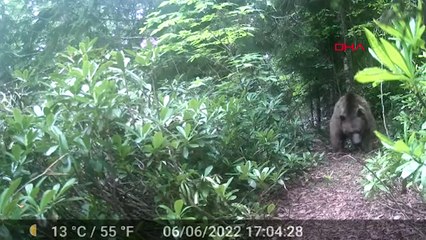 Miktad Hoca'nın evine dadanan boz ayı kamerada