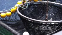 Illegaler Fischfang: ein wachsendes Problem auf den Seychellen