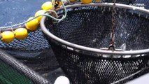 As Seychelles enfrentam uma maré de pesca ilegal