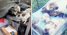 États-Unis : il sauve 13 chatons abandonnés et devient un héros sur les réseaux sociaux