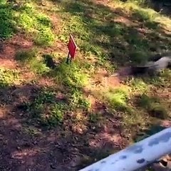 Bahçeye giren timsahı elindeki tavayla kovaladı