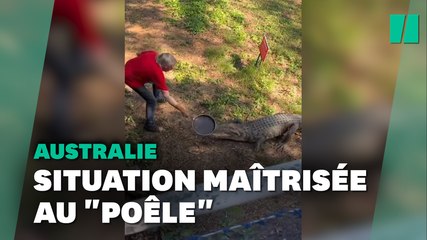 En Australie, il repousse un crocodile à coups de poêle