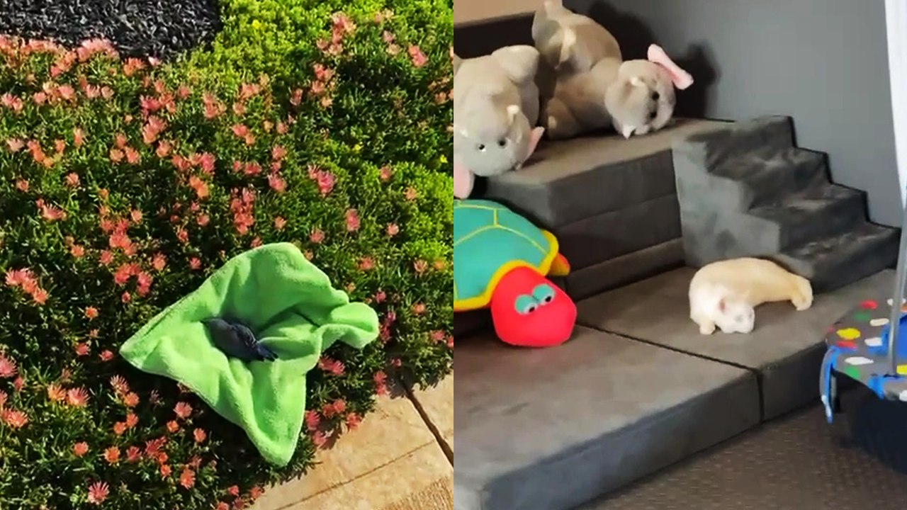 Twin mom films ACTIONPACKED rescue of a bird trapped in her house