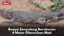 Buaya Senyulong Berukuran 4 Meter Ditemukan Mati !