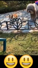 Cate — animal — cute dogs —funny animal videos—Funny video  short #video