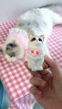 Aww cute cat videos funny  Cat Cash Compilation chines Tiktok  Cat Meow cat video