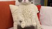 Aww funny cute cat videos compilation  Kitten  Cash china tiktok videosCat Meow shorts