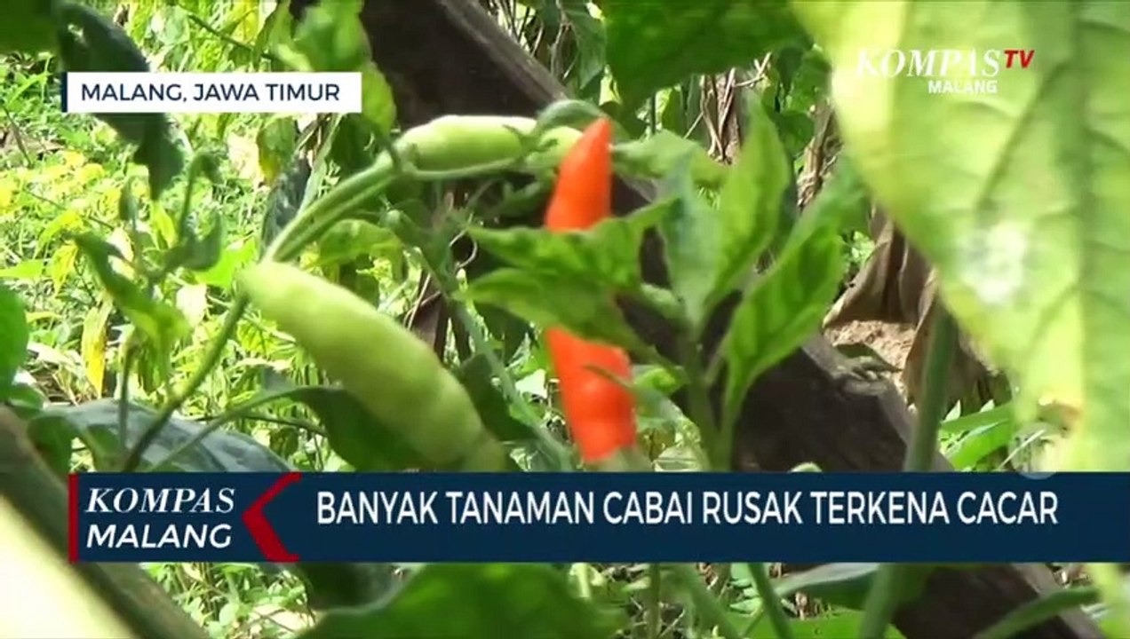 Penyebab Harga Cabai Mahal, Banyak Tanaman Cabai Petani Terkena Cacar