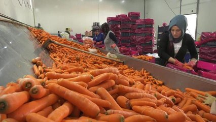 Ankara Büyükşehir'den Beypazarlı Üreticilere Havuç Üretim Teknikleri Eğitimi