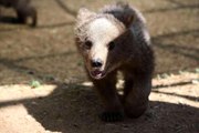 Sinop ve Van'dan getirilen iki yavru ayı, hayvanat bahçesine renk kattı
