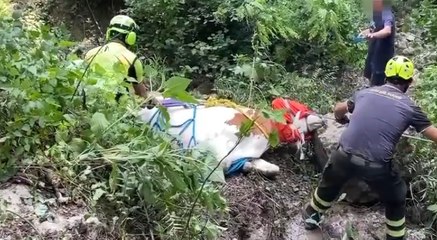 Meduno (PN) - Bovino disperso recuperato con elicottero (22.06.22)