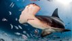 Ce qu'il faut savoir sur le requin-marteau