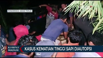 Kasus Kematian Tinggi Sapi Diautopsi