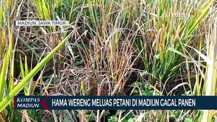 Hama Wereng Meluas Petani Di Madiun Gagal Panen