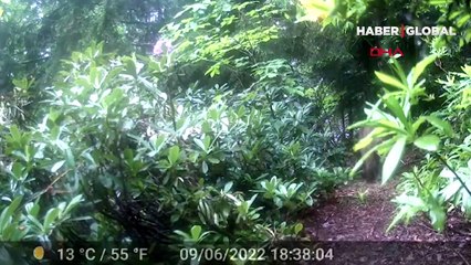 Profesörün Mikdat Kadıoğlu'nun ayı ile imtihanı: Sırada onunla çay içmek var