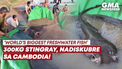 ‘World’s biggest freshwater fish,’ nadiskubre sa Cambodia! | GMA News Feed