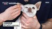 [HOT] How to clean your dog's ears, 심장이 뛴다 38.5 220622