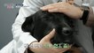 [HOT] There are more than 10 blood types in dogs!, 심장이 뛴다 38.5 220622
