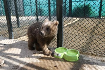 Ayı yavrusu "Ponçik" Kayseri'deki yeni yuvasına ulaştı