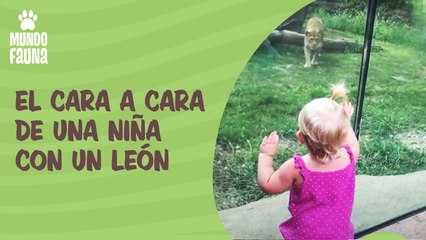 El cara a cara de una niña con un hambriento león