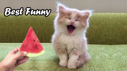 Baby Cats - Funny Cat  And Dog Video Compilation #4
