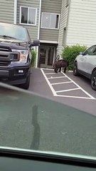 Black Bear Rummages for Snacks in Parking Lot