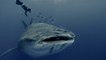"La Isla de los Gigantes", el misterio del pez más grande del mundo
