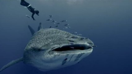 "La Isla de los Gigantes", el misterio del pez más grande del mundo