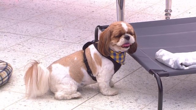 bd-conviviendo con-mascotas-ordenadamente-220622