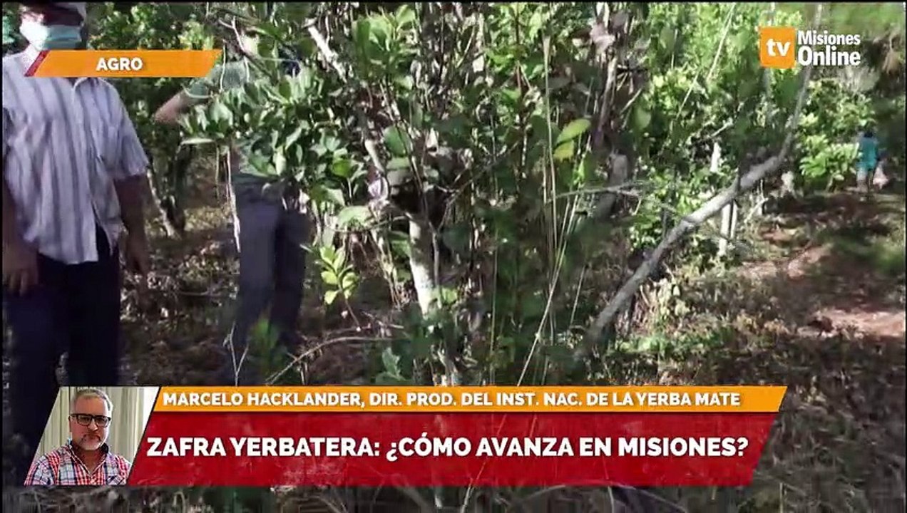 Zafra yerbatera ¿Cómo avanza en Misiones?