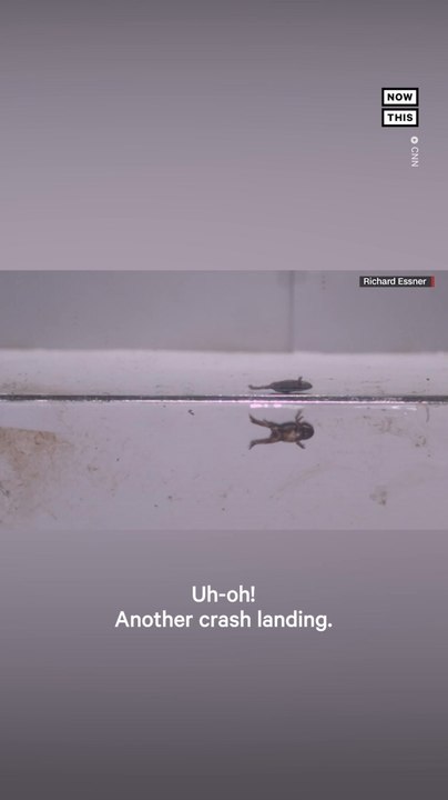 Tiny Frog Goes Viral for Not Being Able to Jump