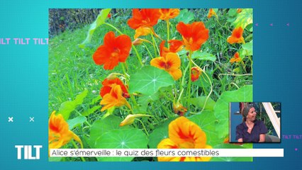 TILT - 22/06/2022 - Partie 2 - Alice s'émerveille : le quiz des fleurs comestibles