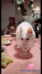 Cute animals Videos-Cute moment of the Animals-Cutest Animals #cutefunnyanimals#cuteandfunnyanimals