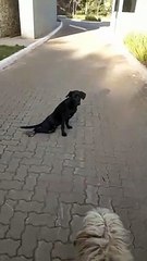 Vira lata paraplégico é abandonado em estrada em Macacos