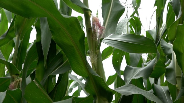 Productores caraceños garantizan abastecimientos de los mercados locales