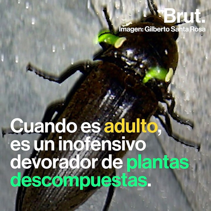 No adivinarás lo que crea este espectáculo de luces 