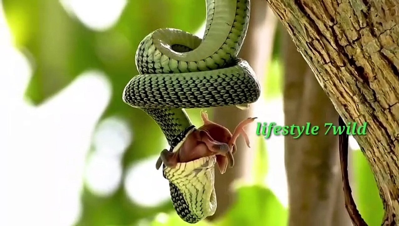 four 4 most amazing animal _cute animals most amazing animals in the world