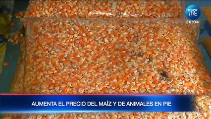 Aumenta el precio del maíz y de animales en pie