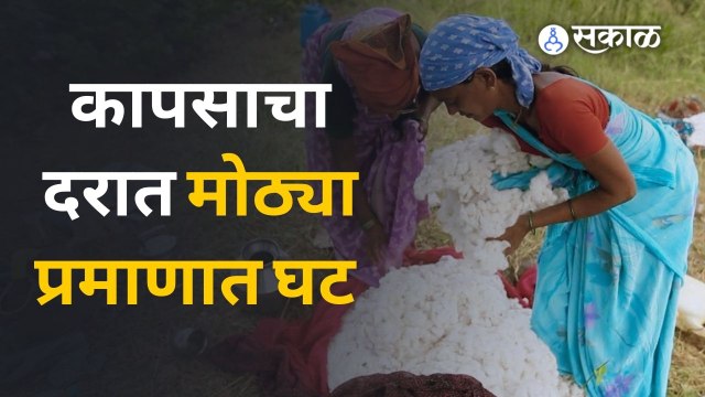Cotton Rate किती घसरले ? International Market । Cotton Farming। Turmeric Rate | Sakal