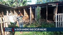 14 Ekor Kambing untuk Hewan Kurban Raib Dicuri Maling