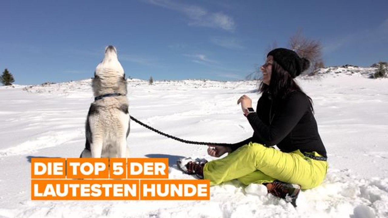 Wir präsentieren dir die lautesten Hunderassen der Welt