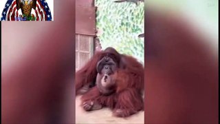 orangutan puffing on a cigarette at a Vietnam zoo